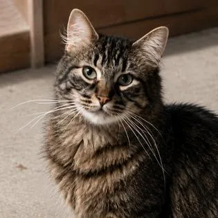 An adult medium-sized male Black & White / Tuxedo Domestic Long Hair cat named Jasper for adoption in Chicago, IL