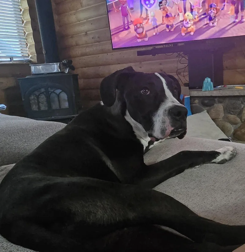 A baby extra large-sized male Great Dane dog named Liam for adoption in Evergreen, CO