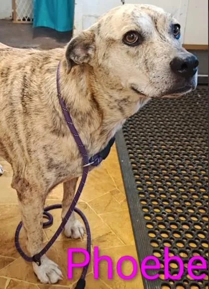 An adult large-sized female Hound dog named Phoebe for adoption in Kansas City, MO