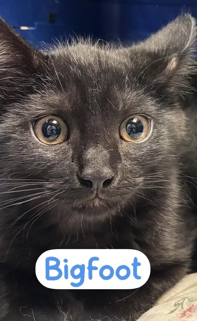 A baby medium-sized male Black Domestic Short Hair cat named Bigfoot for adoption in Warren, OH