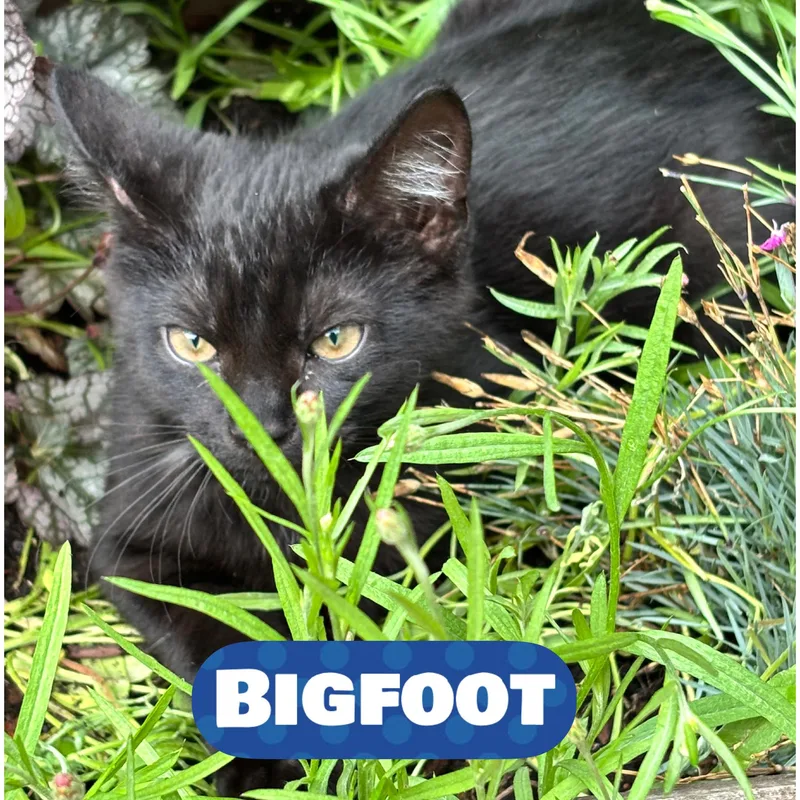 Bigfoot thumbnail 3