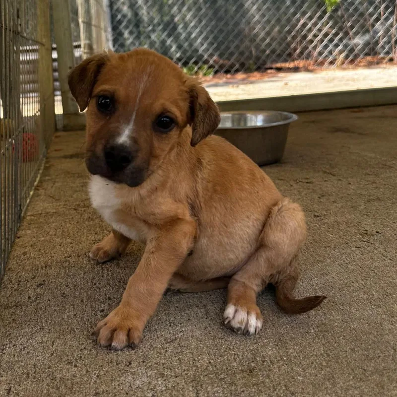 A baby small-sized male Yellow / Tan / Blond / Fawn Terrier dog named James for adoption in Blue Ridge, GA