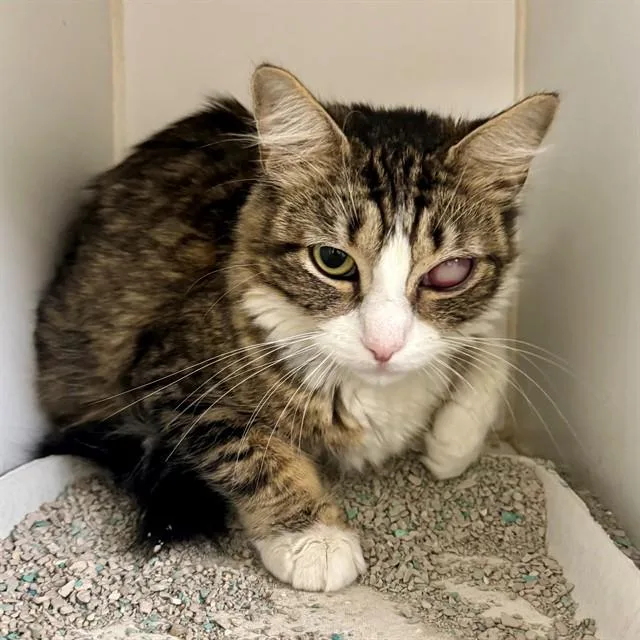 A young small-sized female Domestic Short Hair cat named Lima Bean for adoption in Riverside, CA