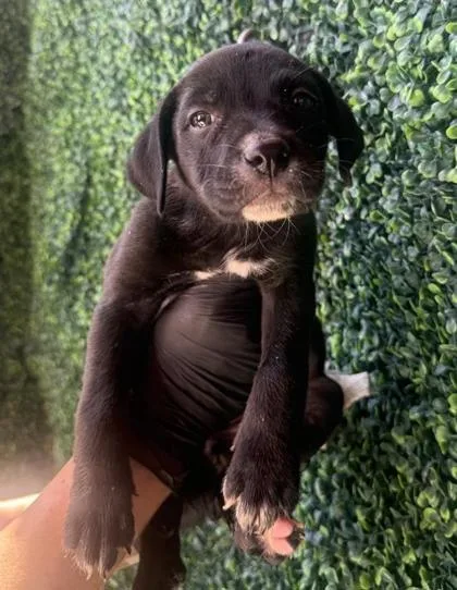 A baby small-sized female Black Pit Bull Terrier dog named 61262051 for adoption in El Paso, TX