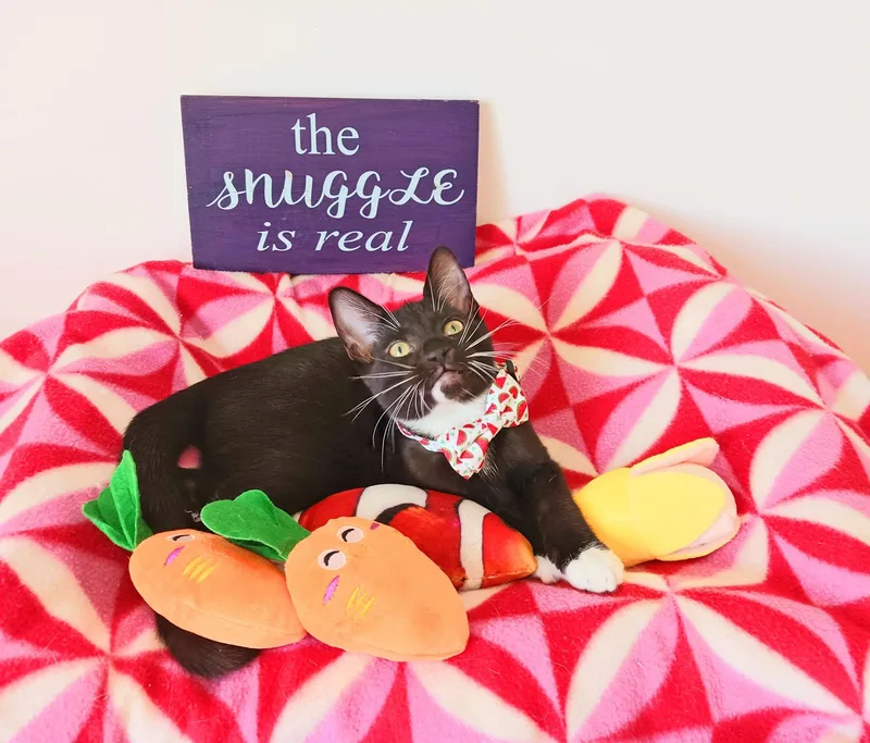A baby small-sized male Black & White / Tuxedo Tuxedo cat named Lord Theodore Purrington for adoption in Miami, AZ