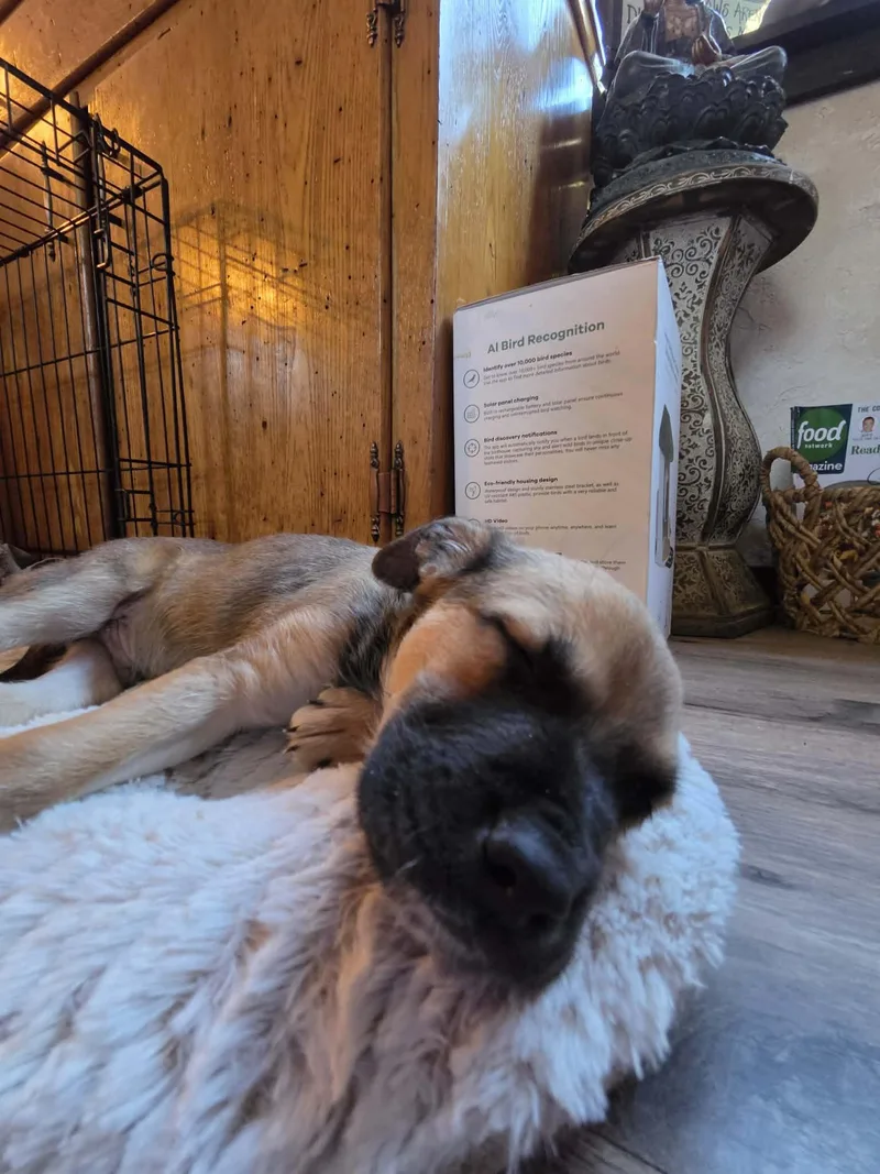 Poppi Pasqua thumbnail 2