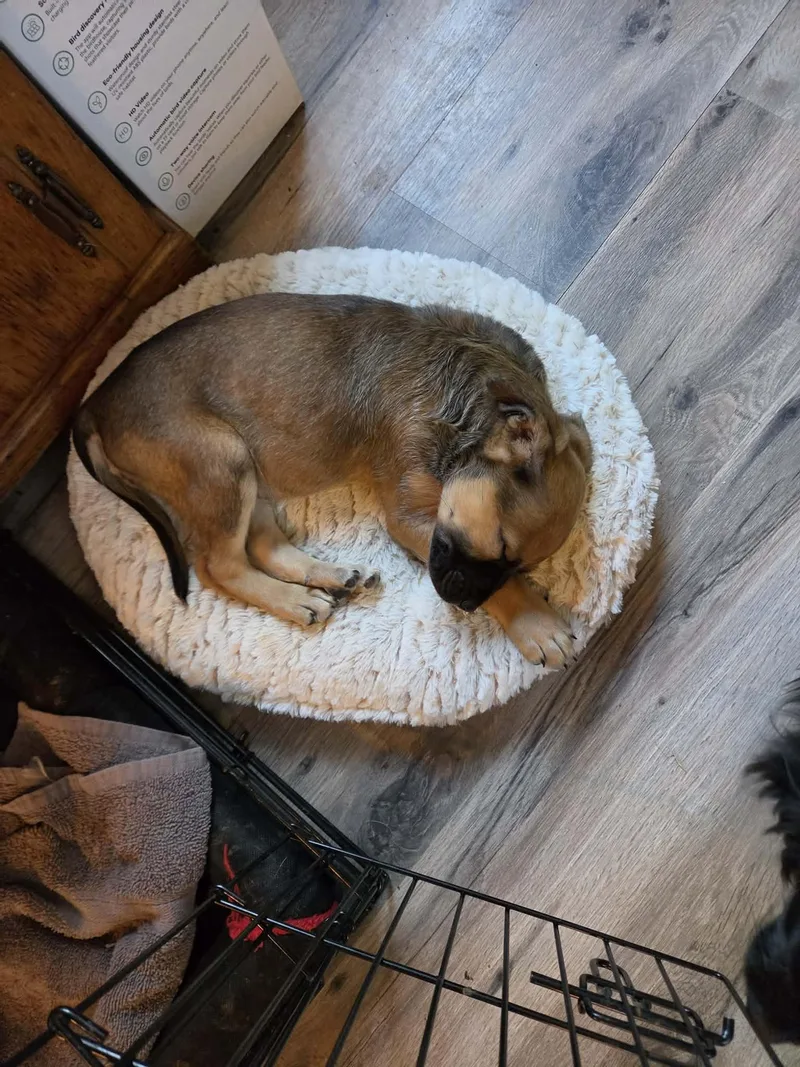 Poppi Pasqua thumbnail 3