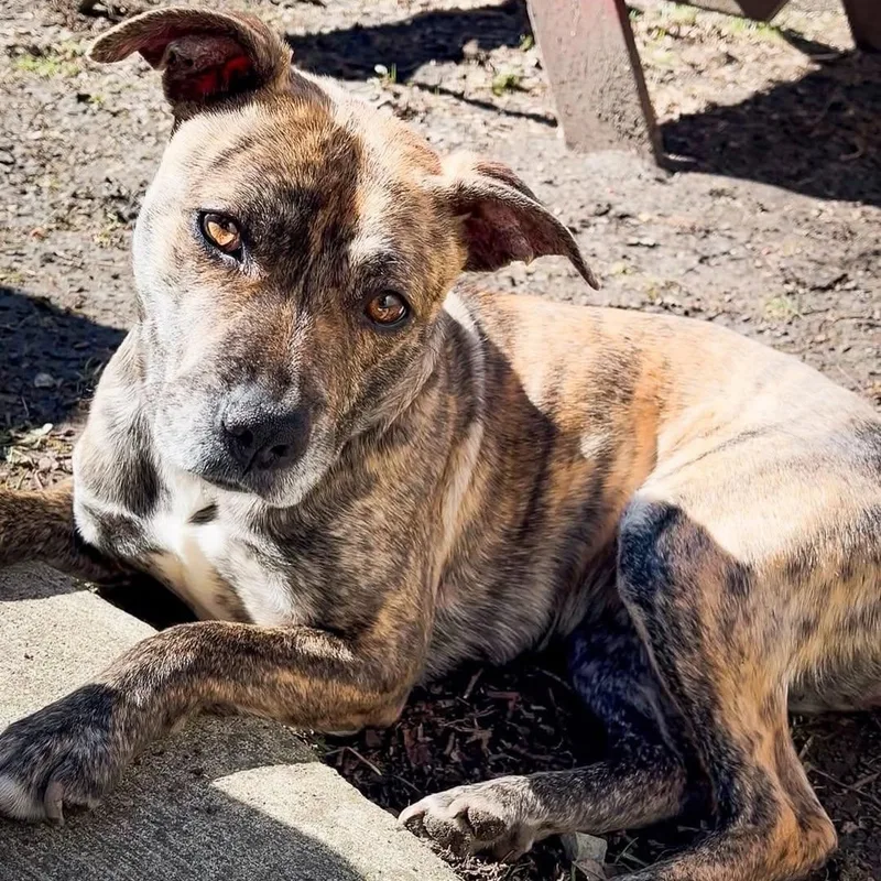 A young medium-sized female Brindle Pit Bull Terrier dog named Ophelia for adoption in Detroit, MI