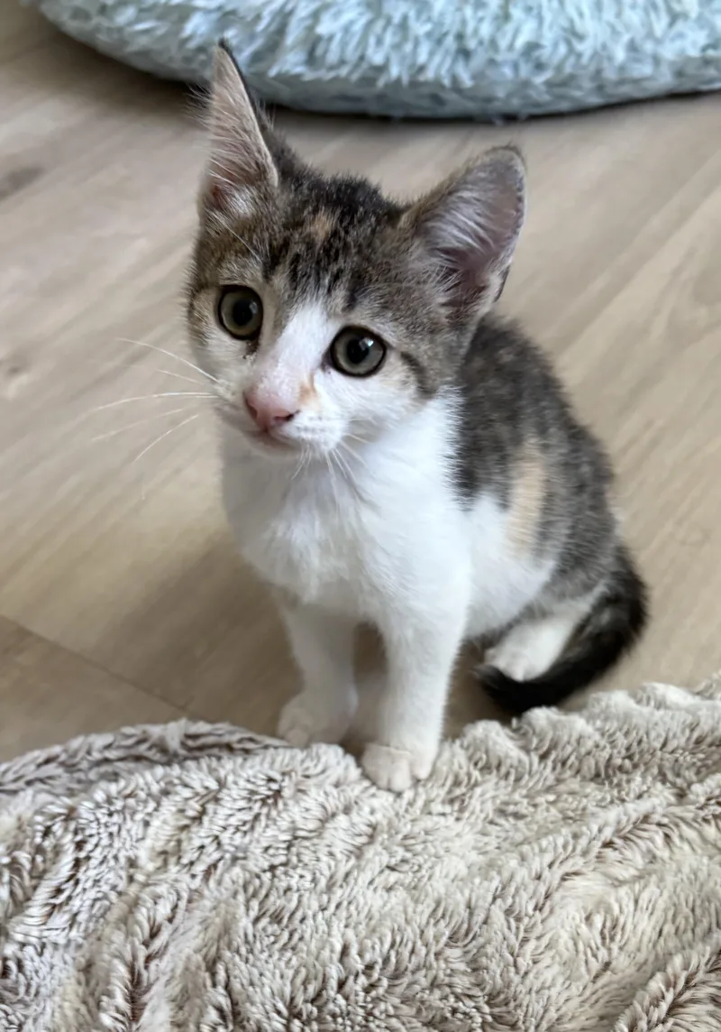 A baby medium-sized female Calico Domestic Short Hair cat named Cap for adoption in Geneseo, IL