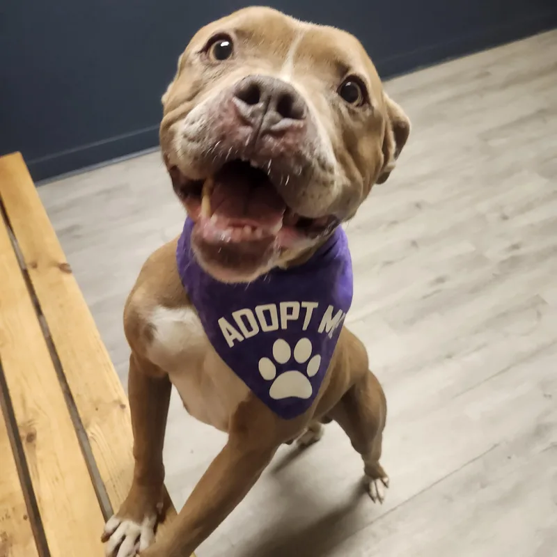 An adult medium-sized male Yellow / Tan / Blond / Fawn Pit Bull Terrier dog named Tomfoolery for adoption in Mansfield, OH