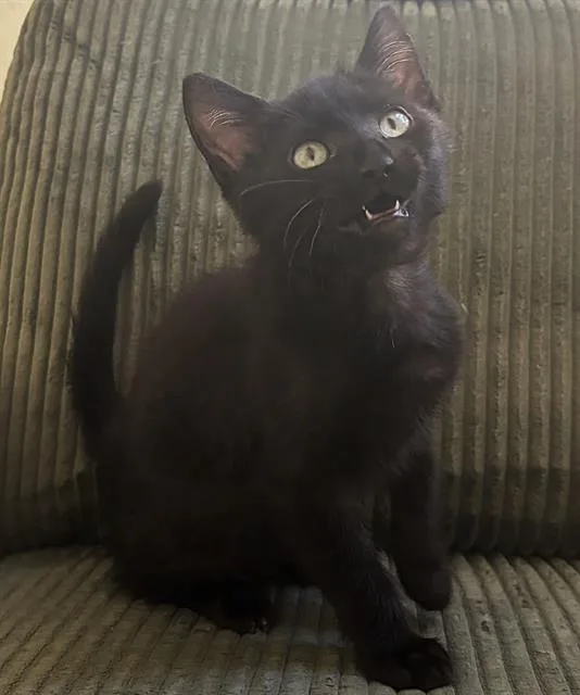A baby small-sized male Domestic Short Hair cat named Benedict for adoption in Sacramento, CA