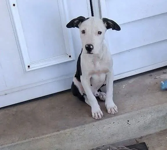 A baby small-sized male White / Cream Pit Bull Terrier dog named Bennie for adoption in Texarkana, TX