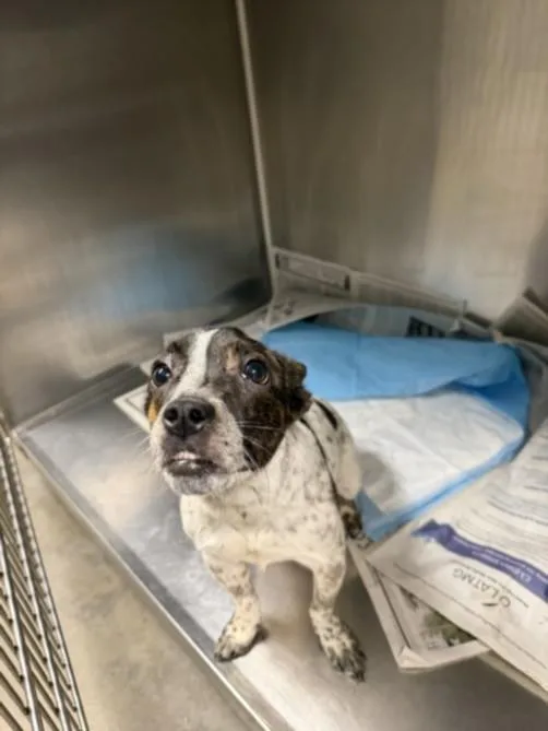A young medium-sized female Australian Cattle Dog / Blue Heeler dog named Rocket for adoption in Chatsworth, CA