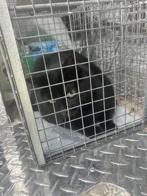 An adult extra large-sized female Domestic Short Hair cat named Fatima for adoption in Palmetto, FL