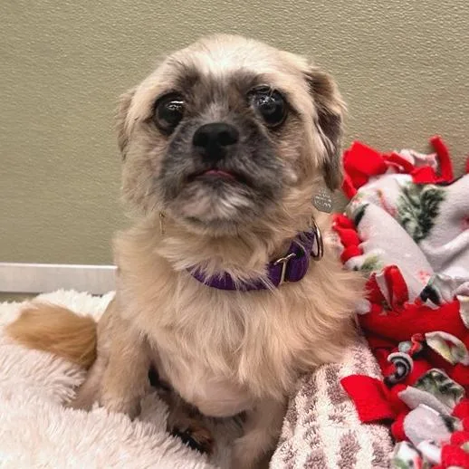 An adult small-sized male White / Cream Shih Tzu dog named Milton for adoption in Woodinville, WA