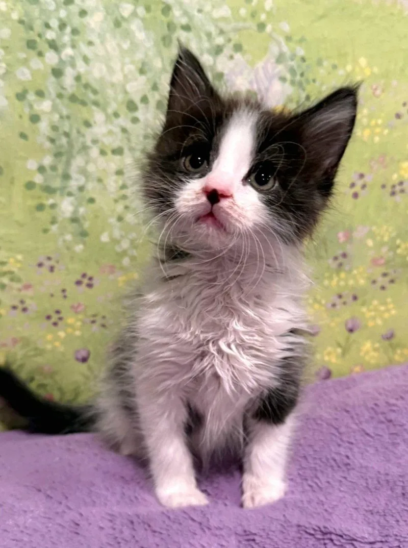 A baby medium-sized male Tuxedo cat named Kyle for adoption in Campbell, CA