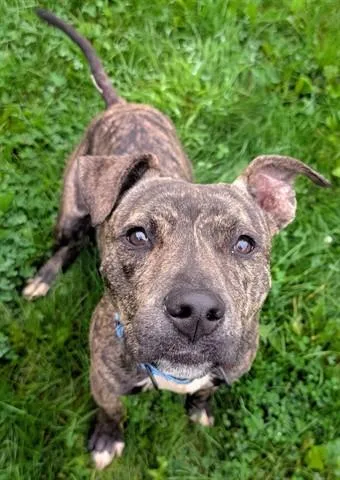 An adult medium-sized male Pit Bull Terrier dog named Dennis The Menace for adoption in Akron, OH