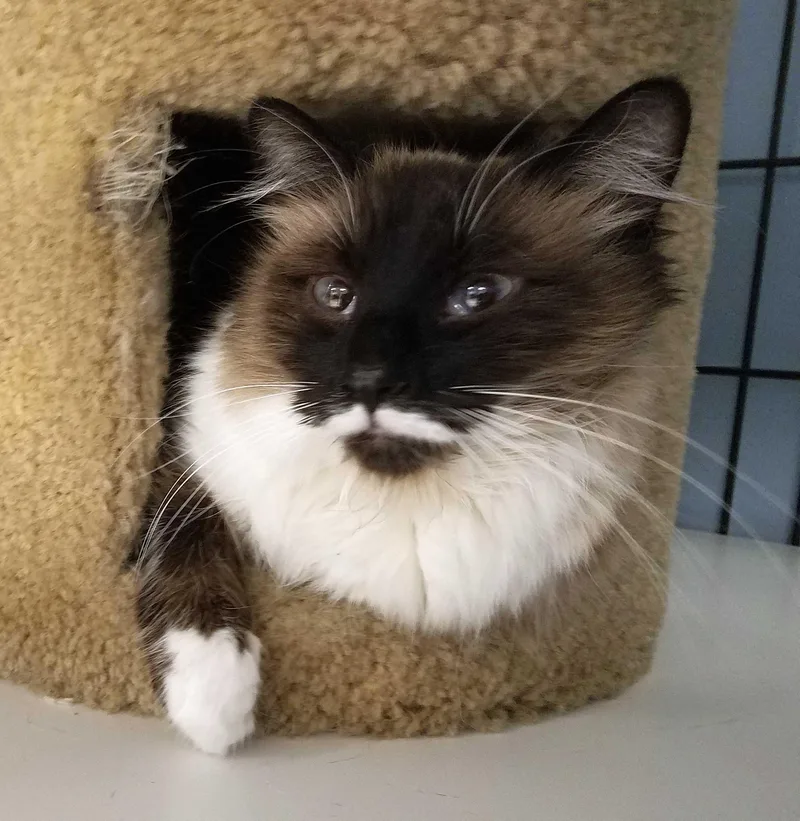 A senior large-sized female Siamese cat named Toffee for adoption in Spokane Valley, WA
