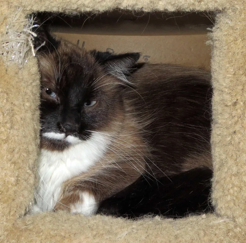 Toffee thumbnail 2