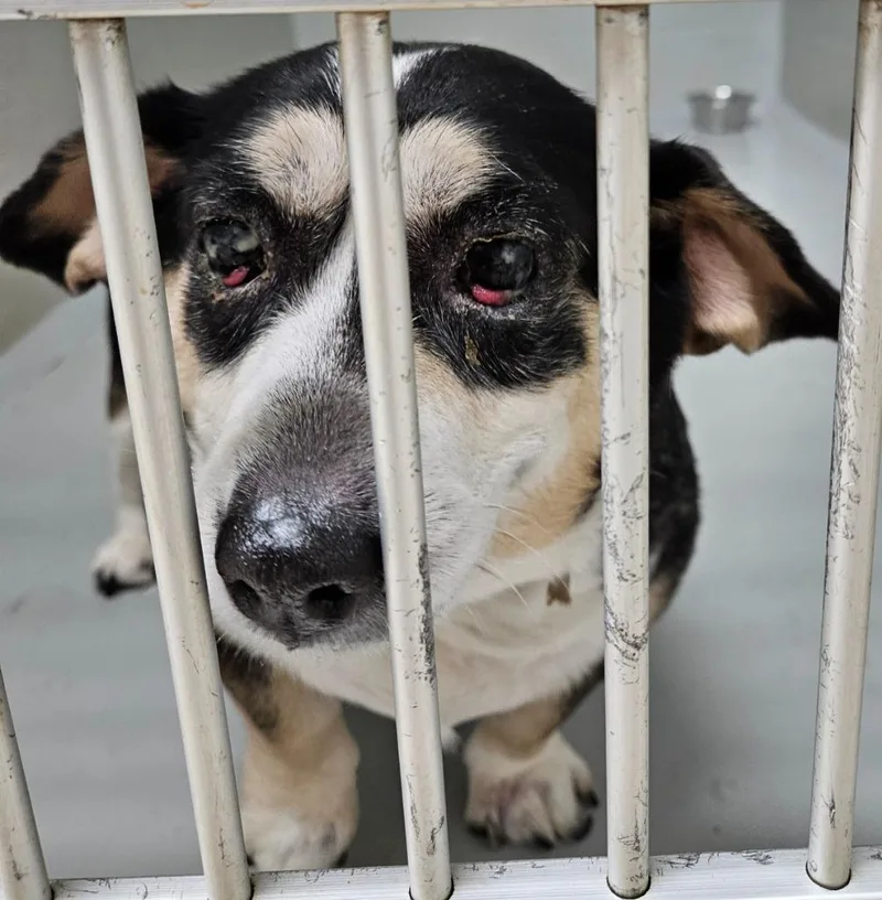 An adult medium-sized female Chihuahua dog named Luna for adoption in Mocksville, NC