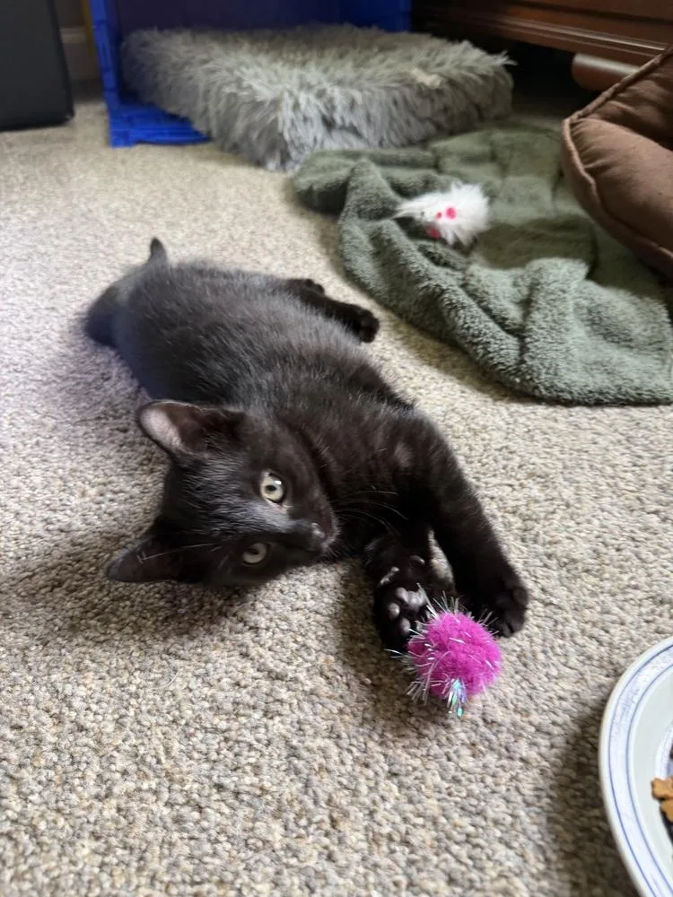 A baby small-sized male Black Domestic Short Hair cat named Robert for adoption in Ferndale, MI
