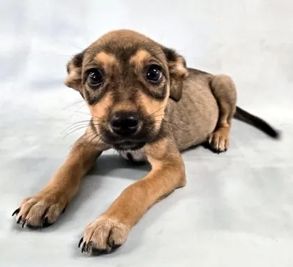 A baby medium-sized female Chihuahua dog named Ember for adoption in Morton Grove, IL