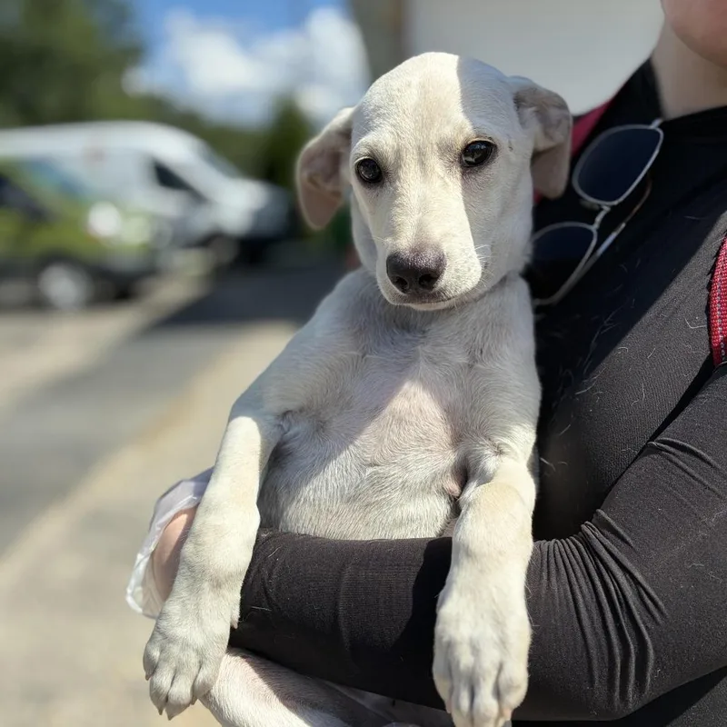 A baby medium-sized female White / Cream Labrador Retriever dog named Flute for adoption in South Elgin, IL