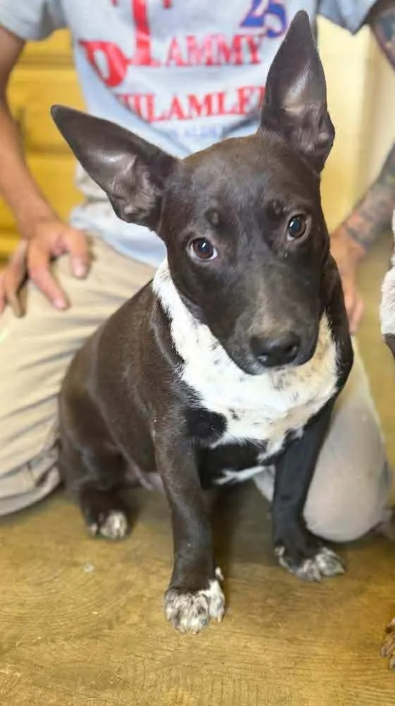 A young medium-sized female Feist dog named Olive for adoption in Westwood, NJ