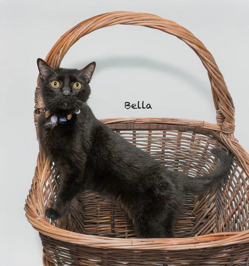 A senior medium-sized female Domestic Short Hair cat named Bella for adoption in Hot Springs Village, AR