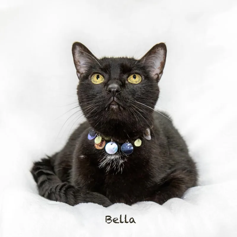 Bella thumbnail 2