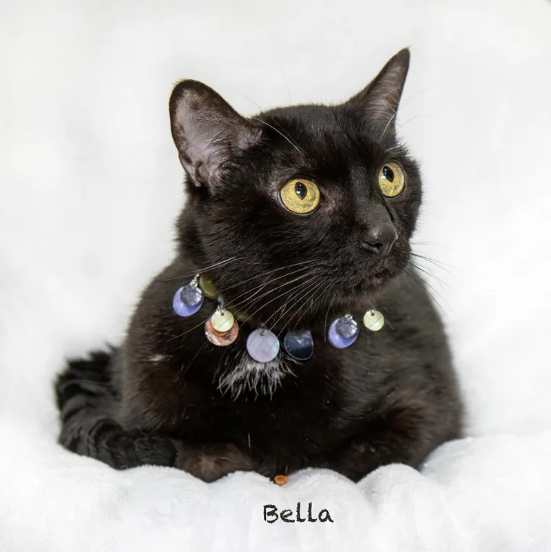 Bella thumbnail 3