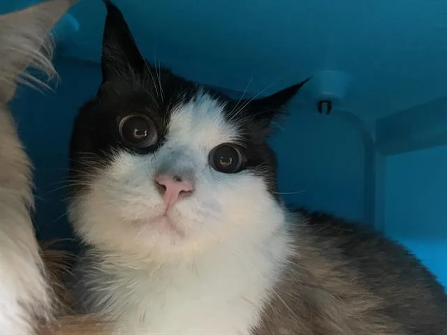 An adult medium-sized male Domestic Medium Hair cat named Big Boy for adoption in Auburn, CA