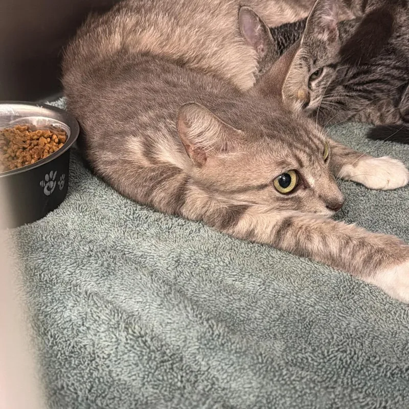 An adult medium-sized female Gray / Blue / Silver Domestic Short Hair cat named Dutchess for adoption in Port Charlotte, FL