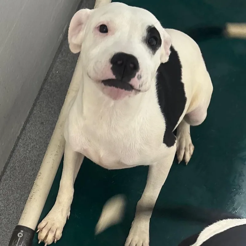 A young medium-sized female White / Cream Mixed Breed dog named Bridget for adoption in Evansville, IN