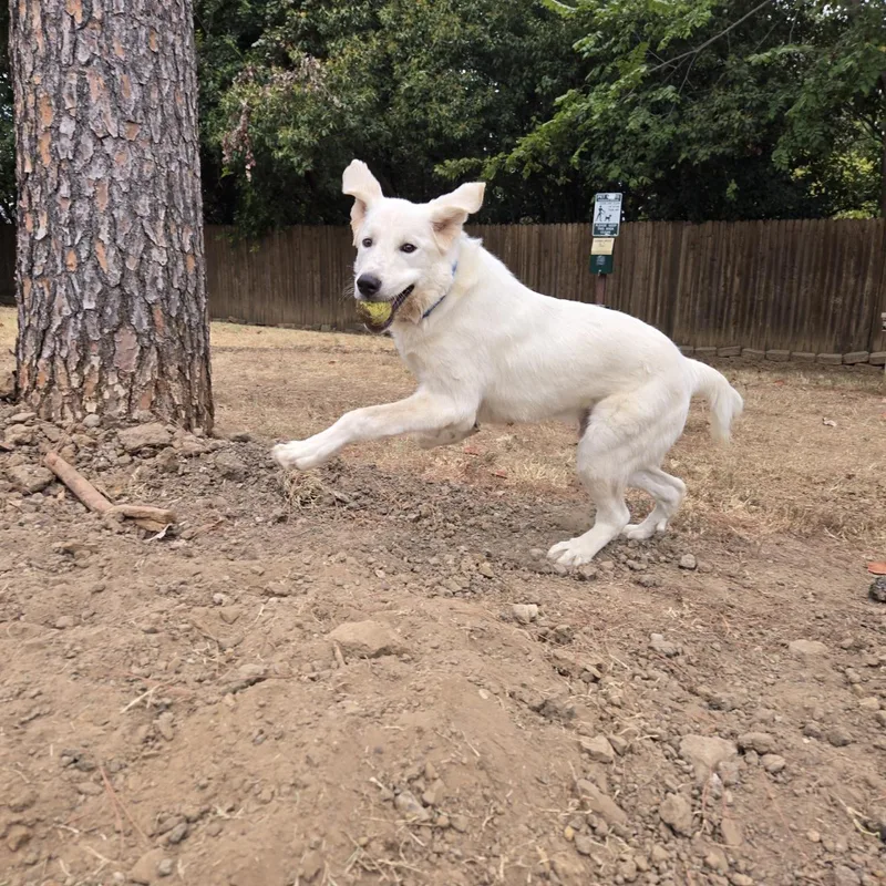 A young large-sized male White / Cream Great Pyrenees dog named Grizzly for adoption in Mansfield, TX