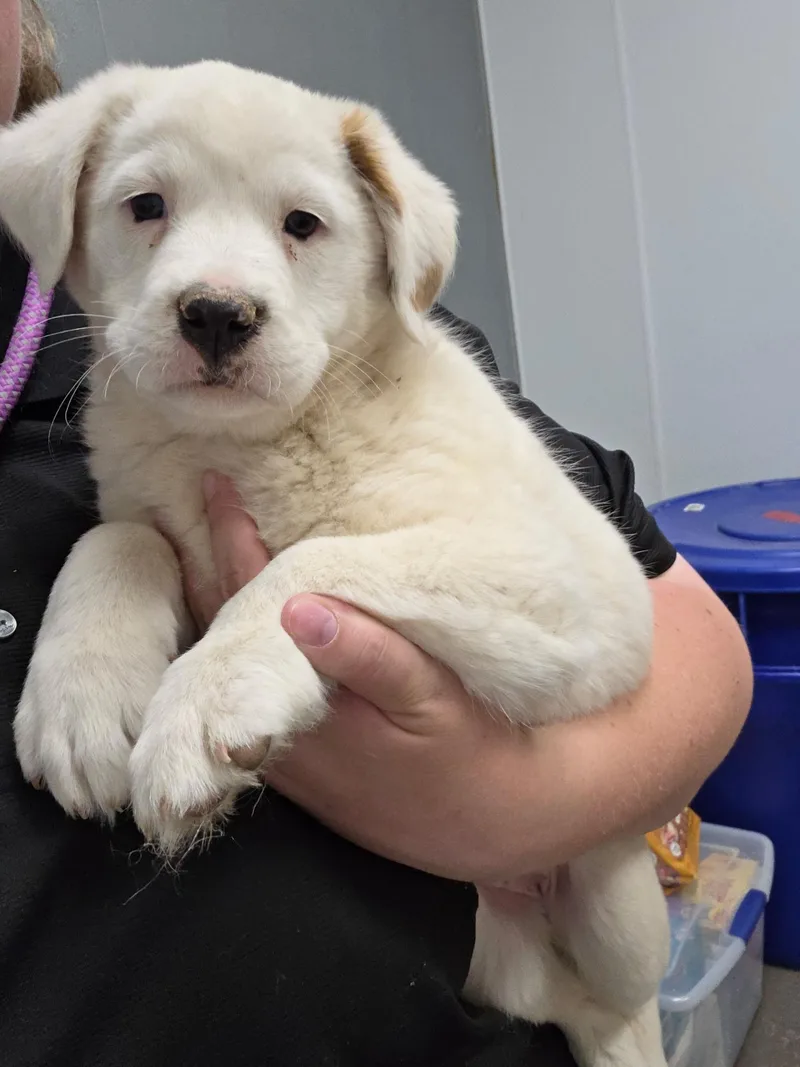 A baby medium-sized female White / Cream Labrador Retriever dog named Sage for adoption in Fort Collins, CO