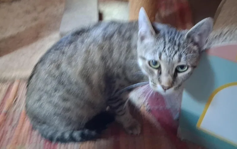 An adult large-sized female Gray / Blue / Silver Domestic Short Hair cat named Frosty for adoption in Greensboro, NC