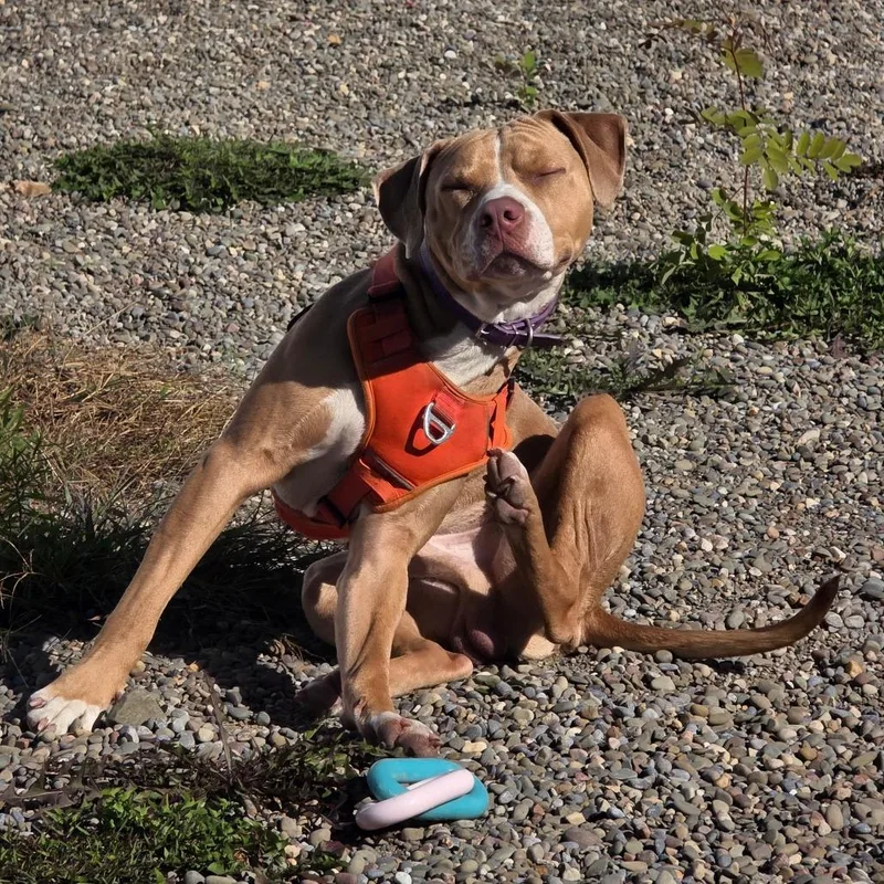 A young medium-sized male Brown / Chocolate Pit Bull Terrier dog named Cyrus for adoption in Binghamton, NY