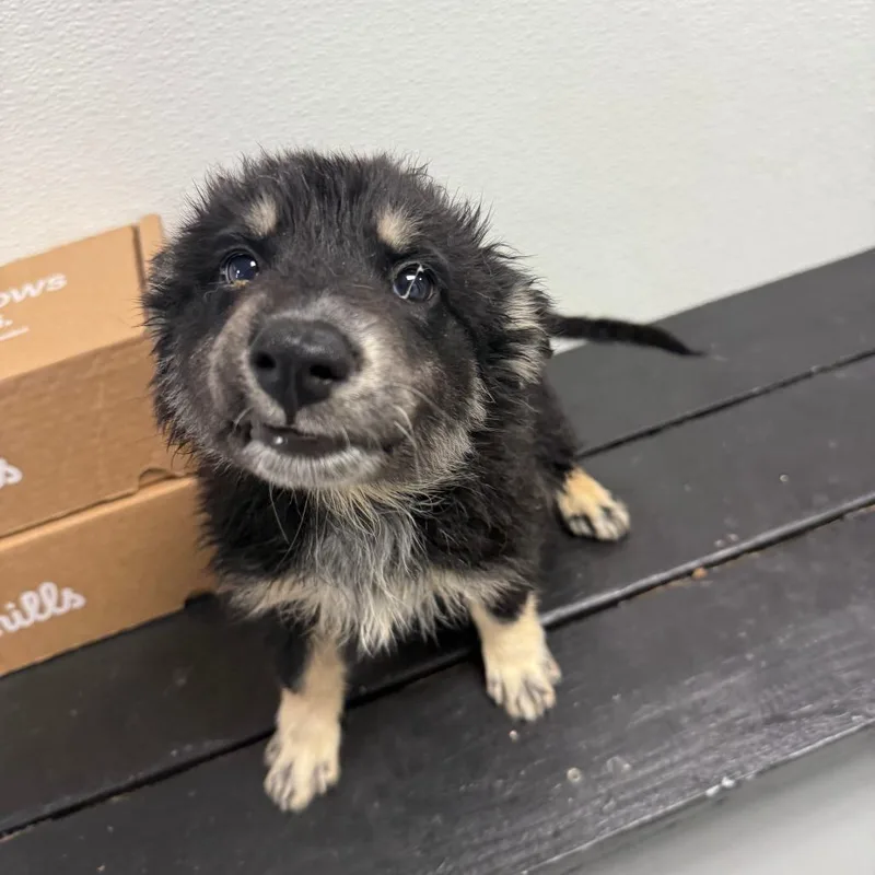 A baby small-sized female Black Mixed Breed dog named Joy for adoption in Casa Grande, AZ