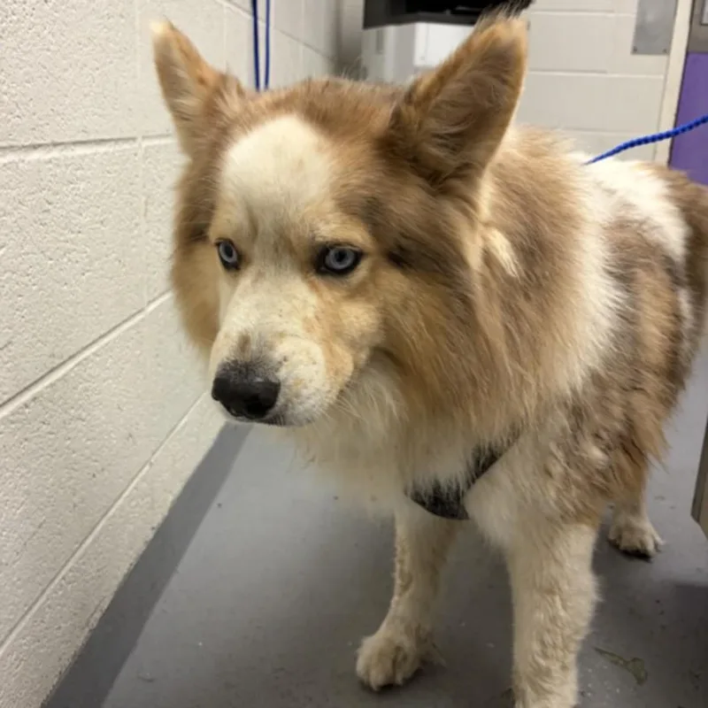 A young large-sized male Siberian Husky dog named Will for adoption in Houston, TX