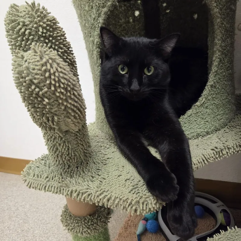A young large-sized male Black Domestic Short Hair cat named Lido for adoption in Ballston Spa, NY