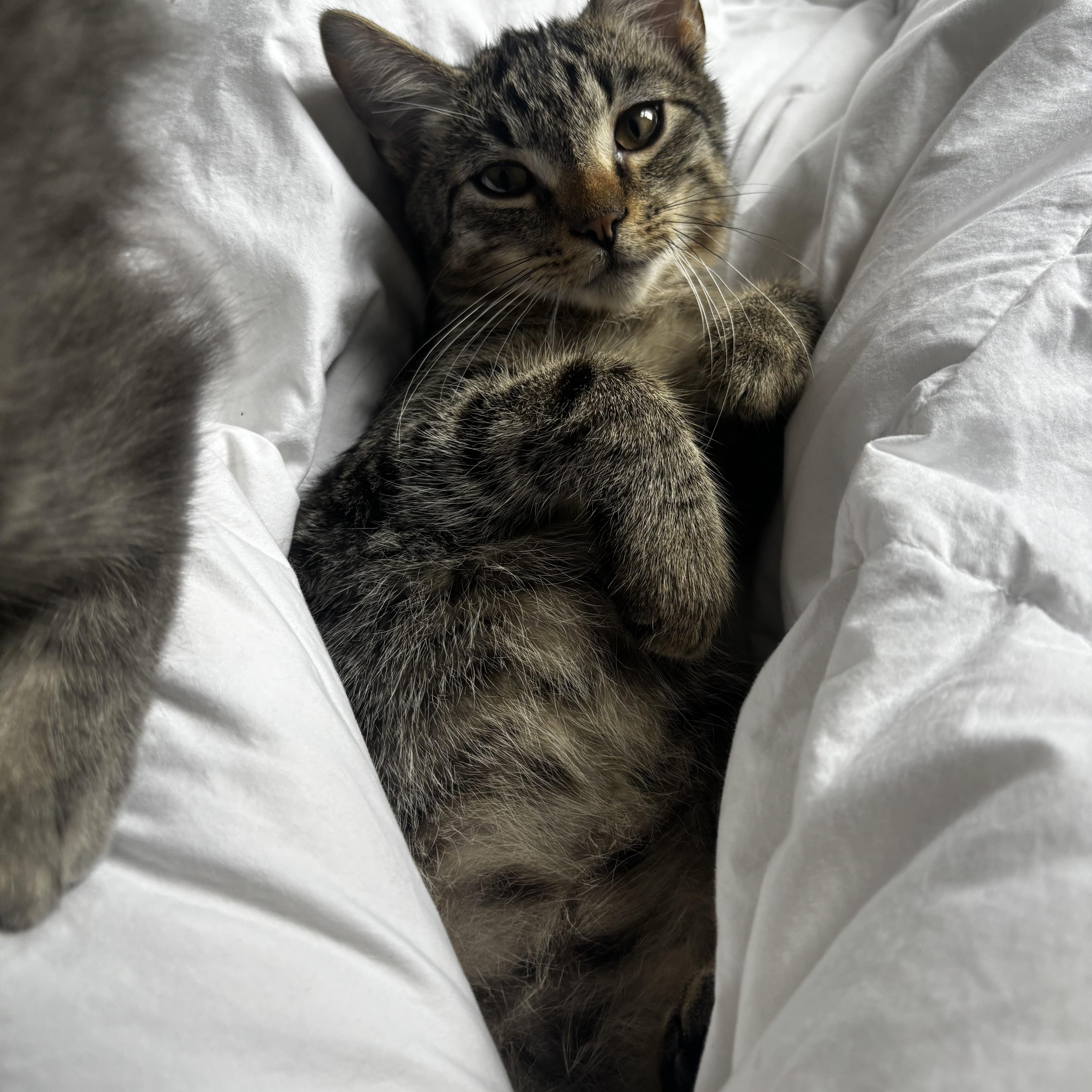 A baby small-sized male Tabby (Brown / Chocolate) Domestic Short Hair cat named Urban Sprawl for adoption in Richmond, VA