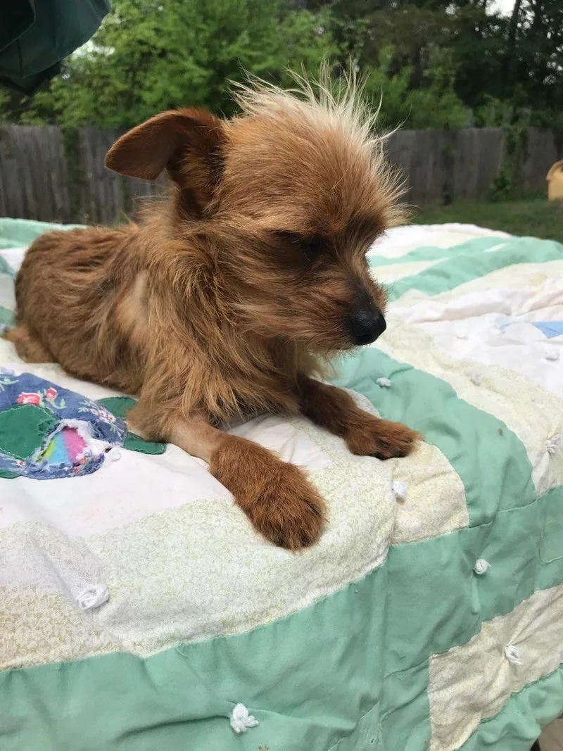 Enzo: Total Package thumbnail 2