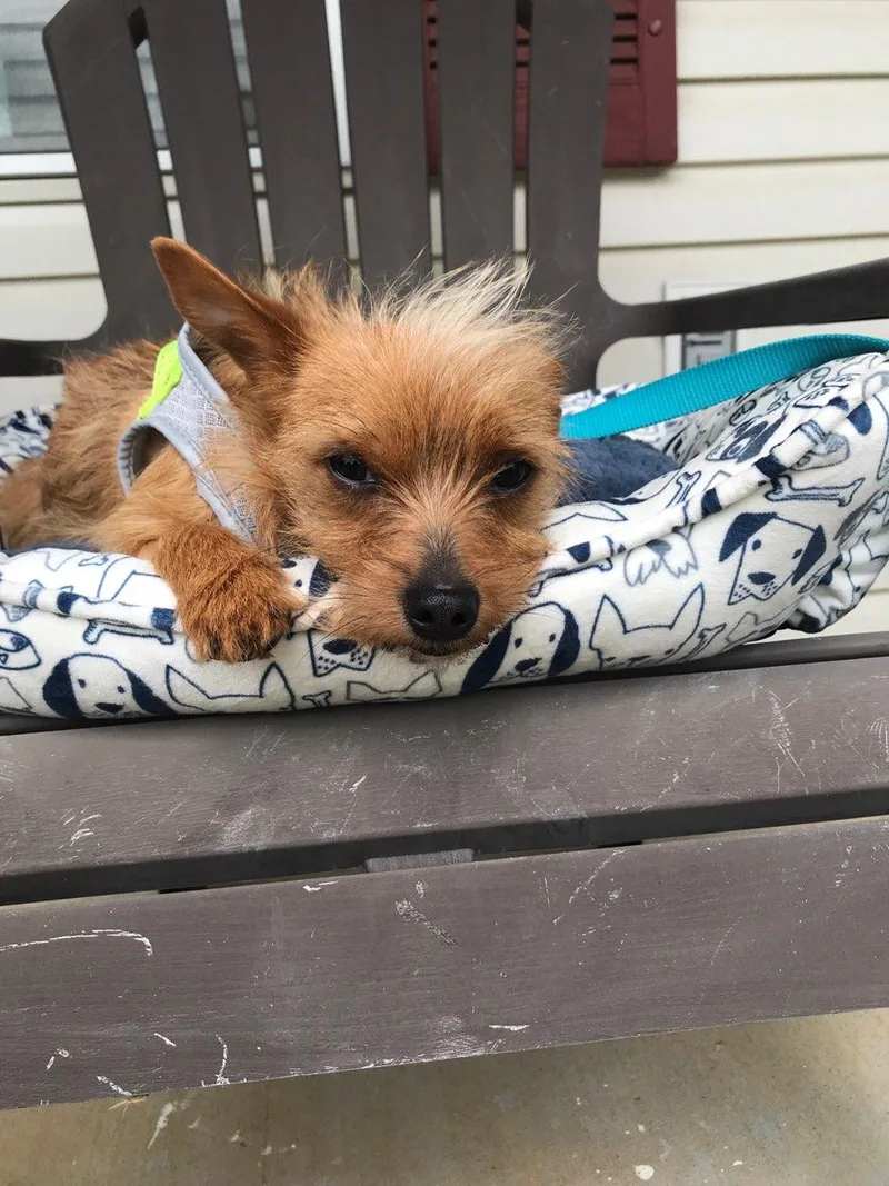 Enzo: Total Package thumbnail 3