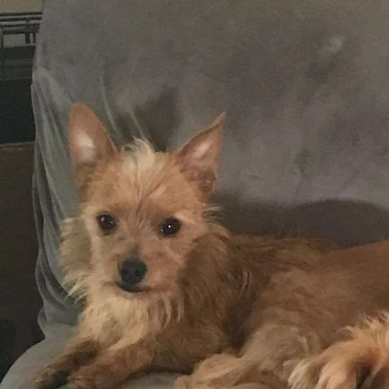 A young small-sized male Apricot / Beige Yorkshire Terrier dog named Enzo: Total Package for adoption in Franklin, TN