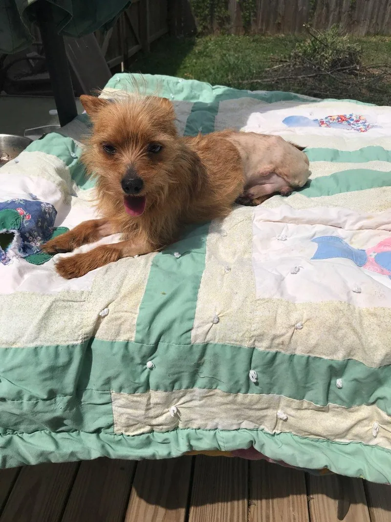 Enzo: Total Package thumbnail 4