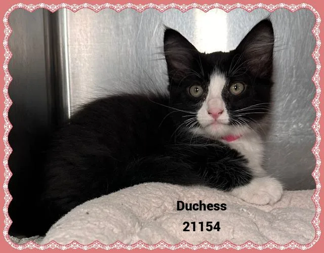 A baby small-sized female Black & White / Tuxedo Domestic Medium Hair cat named DUCHESS see also CHANEL for adoption in Marietta, GA