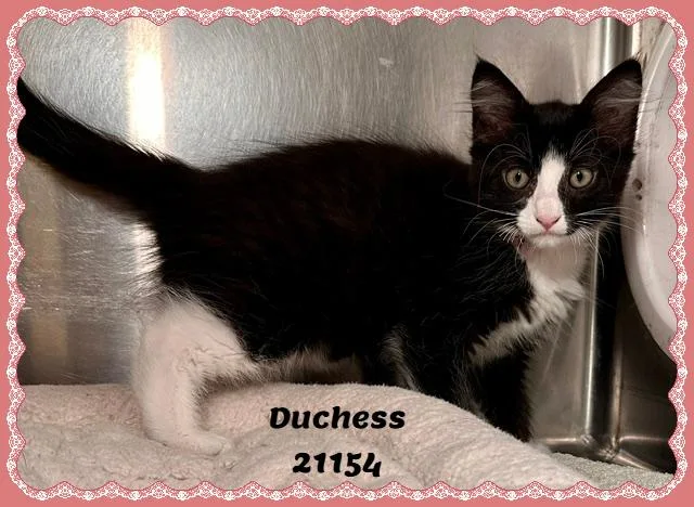 DUCHESS see also CHANEL thumbnail 2