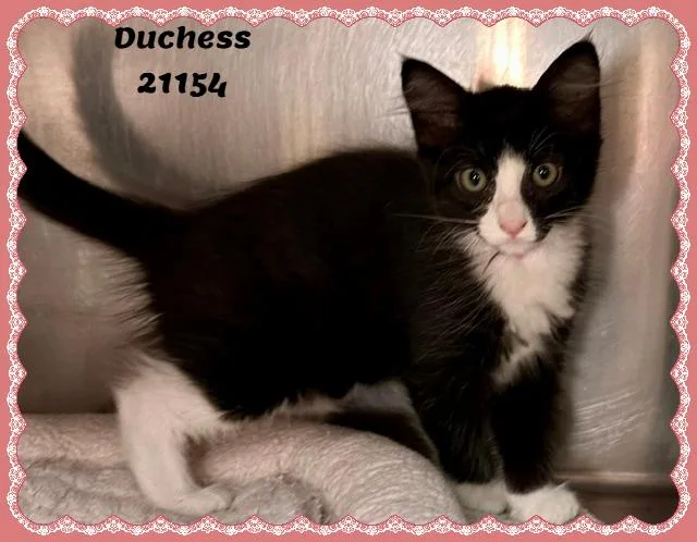 DUCHESS see also CHANEL thumbnail 3