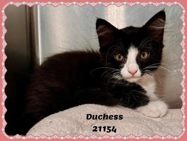 DUCHESS see also CHANEL thumbnail 4